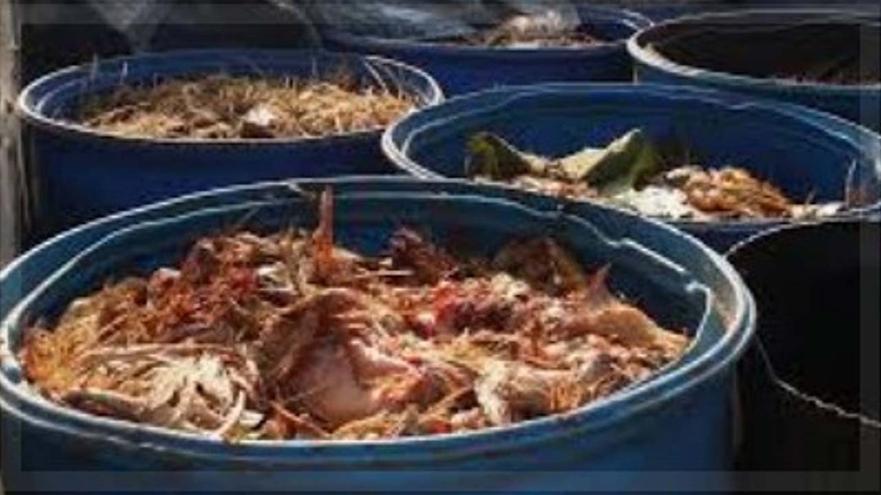 Chicken Waste Racket: Chicken waste mafia is good..!