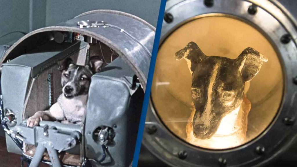 Laika The Dog Who Sacrificed For Space Exploration
